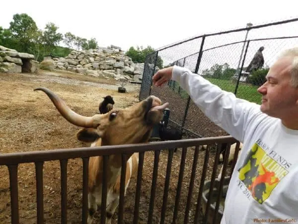 feeding a cow at nemacolin's zoo