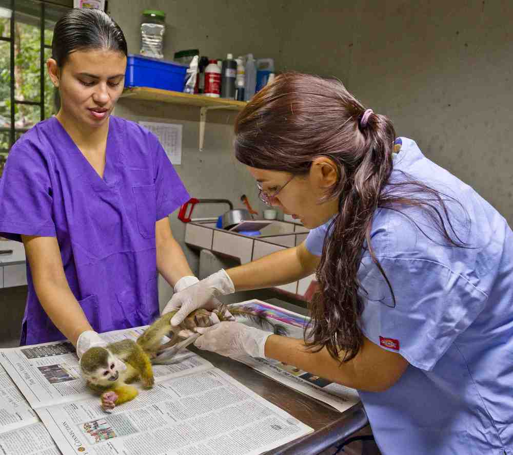 volunteers help an injured monkey at kids save the rain forest animal refuge.