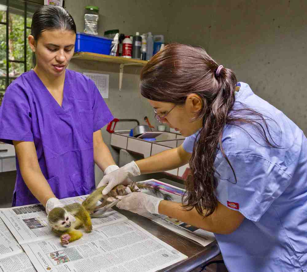 Volunteers help an injured monkey at kids save the rain forest animal refuge.