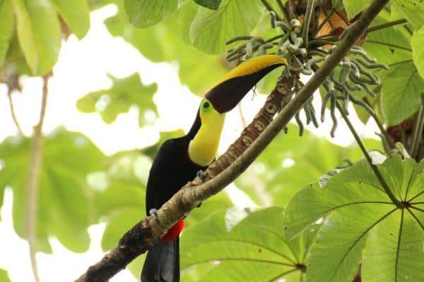 Toucans are just 1 of 200 birds you mind find in manuel antonio park in costa rica
