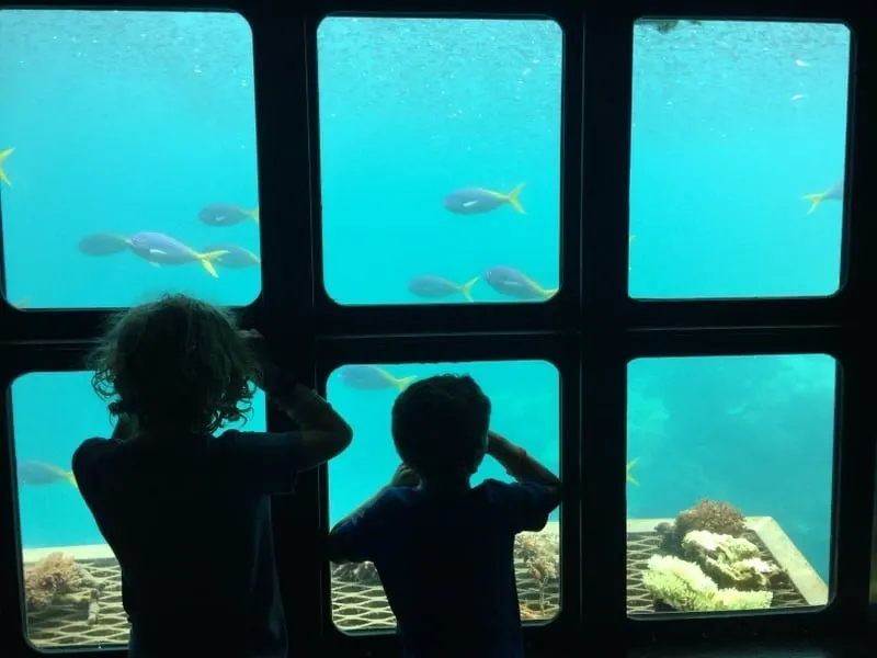 it's easy to book a glass bottom boat to see australia's outer reef