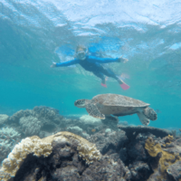 you might see turtles while snorkeling on the Great Barrier Reef