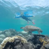 you might see turtles while snorkeling on the Great Barrier Reef