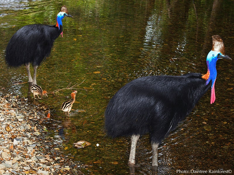 Cassowary birds and chicks at daintree rainforest in queensland, australia
