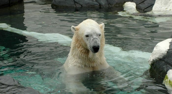 The Polar Bears At The San Diego Zoo Love The Cooler Winter Weather