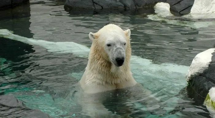 7 Brilliant Winter Vacation Ideas For Families That Don't Ski the polar bears at the san diego zoo love the cooler winter weather