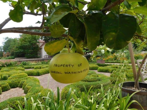 In the garden at mount vernon a grapefruit hangs from a tree with "property of mount vernon" written on it.