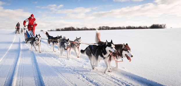 The Best Way To See Lapland Is On The Back Of A Dog Sled.