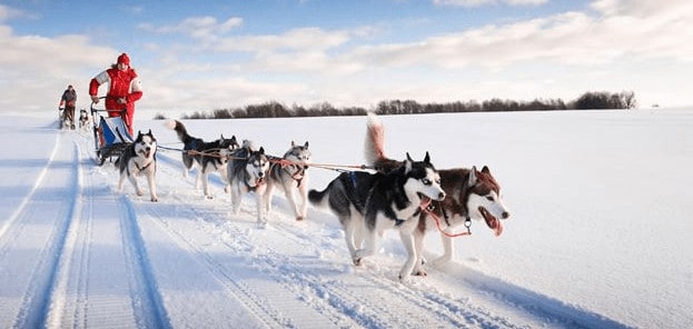 the best way to see lapland is on the back of a dog sled.