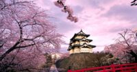The cherry blossoms in kyoto are spectacular