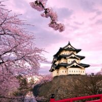 the cherry blossoms in Kyoto are spectacular