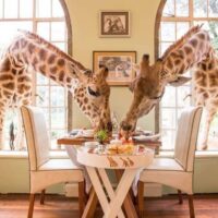 Breakfast with Giraffes in Kenya should be on every child's bucket list