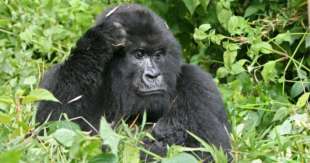 uganda mountain gorillas are gentle, fascinating and endangered