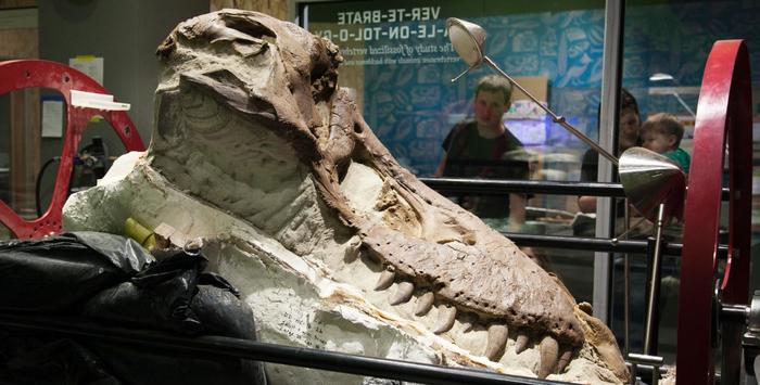 Dinosaurs are one kid friendly find during seattle's museum month