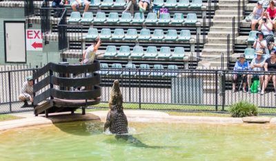 Animal shows at the australia zoo
