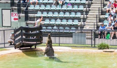 animal shows at the australia zoo