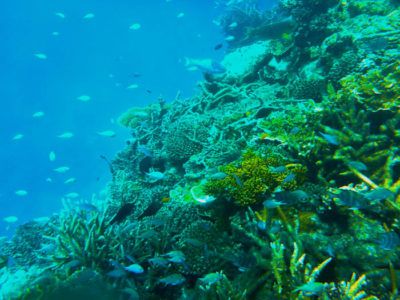 The great barrier reef