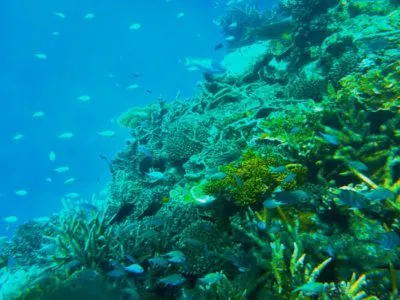 the great barrier reef