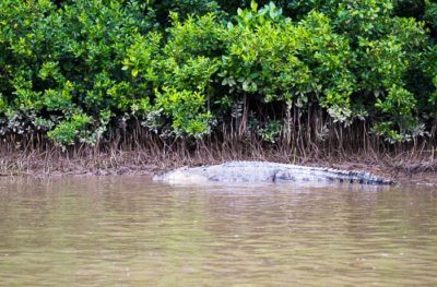 Crocodiles are easy to spot in australia