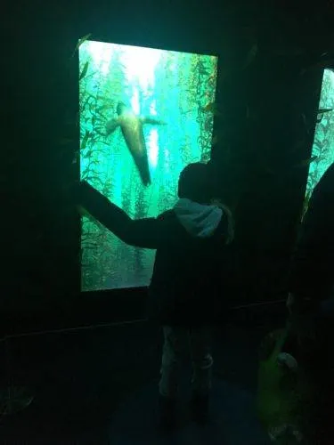 10 Unique Nyc Museums Families Love playing with seals at the national geographic encounter