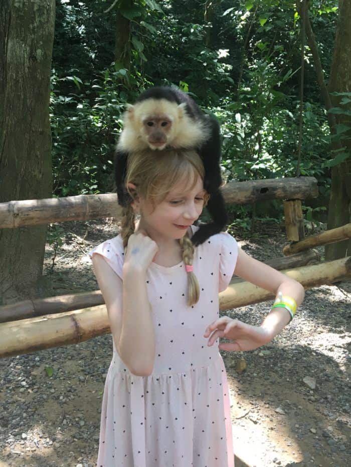 Capuchin monkeys in roatan