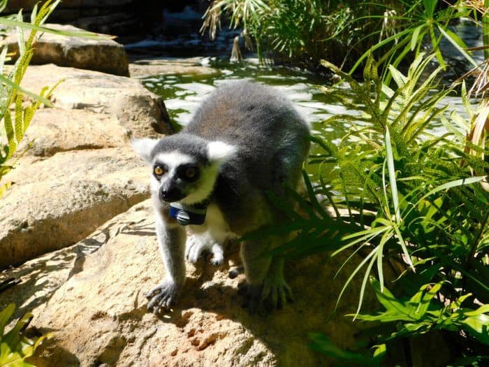 Lemurs at bermuda aquarium