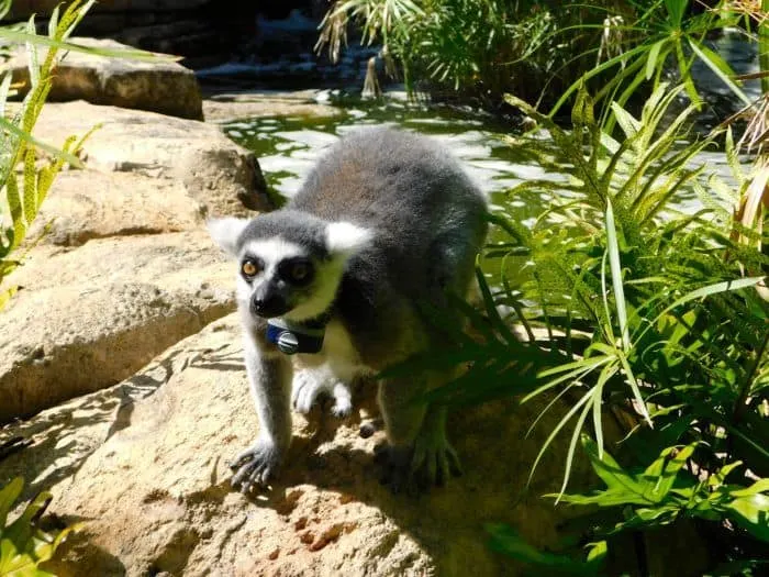lemurs at bermuda aquarium