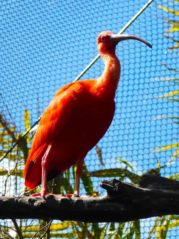 a pink ibis at the bermuda aquarium