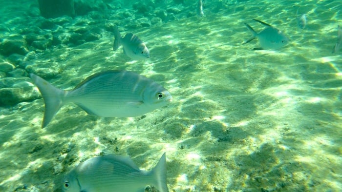 Fishes swimming near a cozumel beach