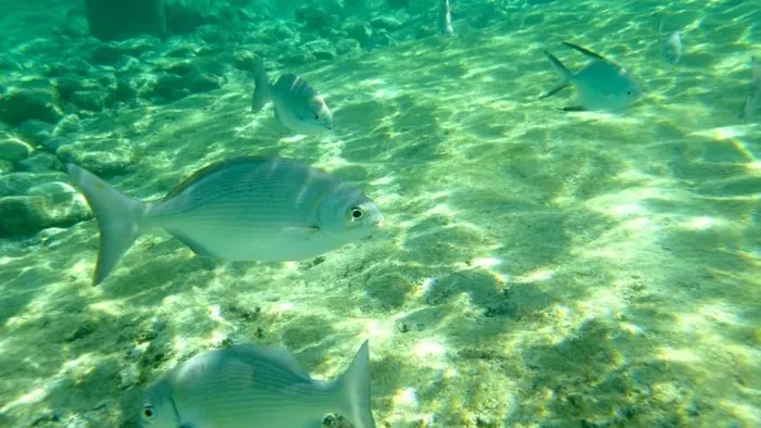 fishes swimming near a cozumel beach