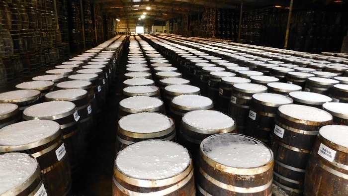 Peppers aging in salt-filled barrels on avery island, louisiana for tabasco sauce.