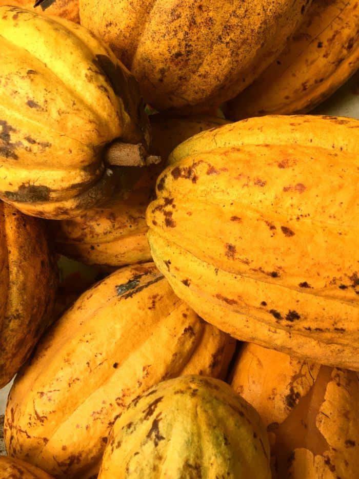 Fresh cacao