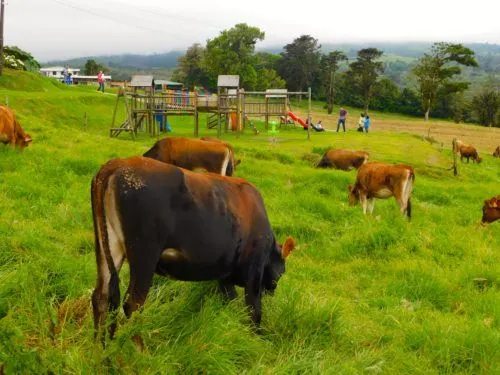 corso dairy farm has cows, playgrounds and ice cream