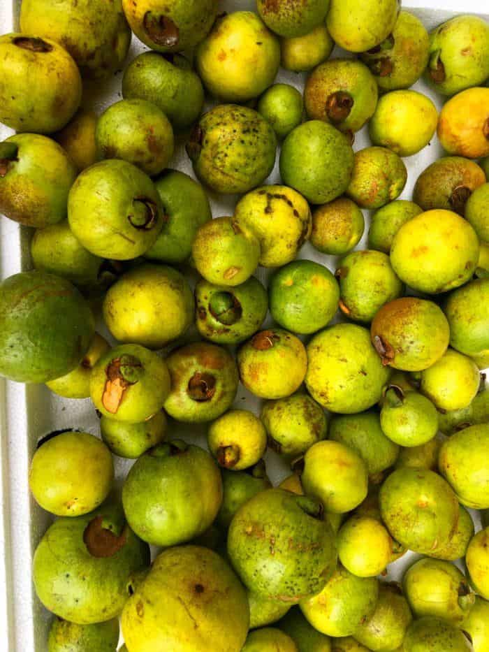 Guava