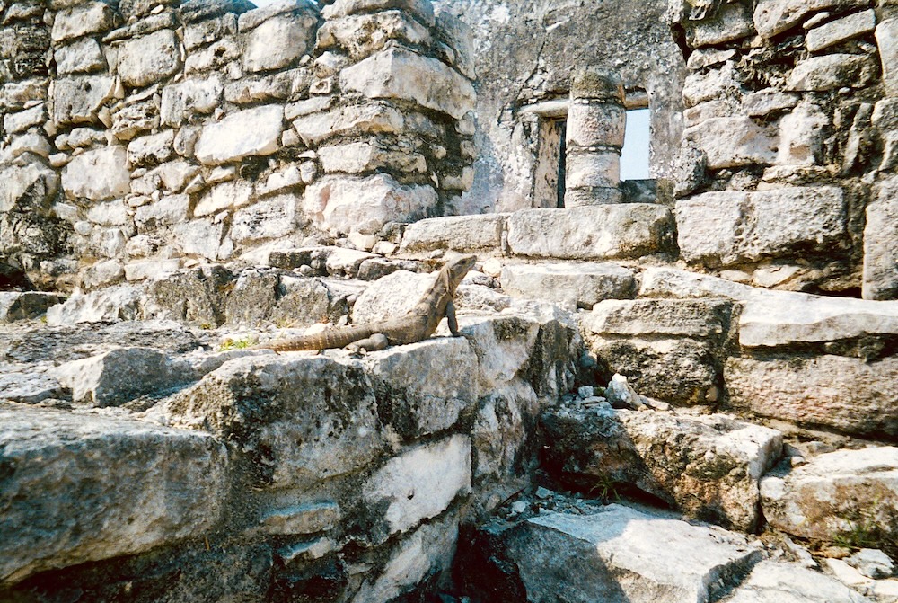 Iguanas can climb on the rocks at the ruins of tulum in the yucatan. But children can't.