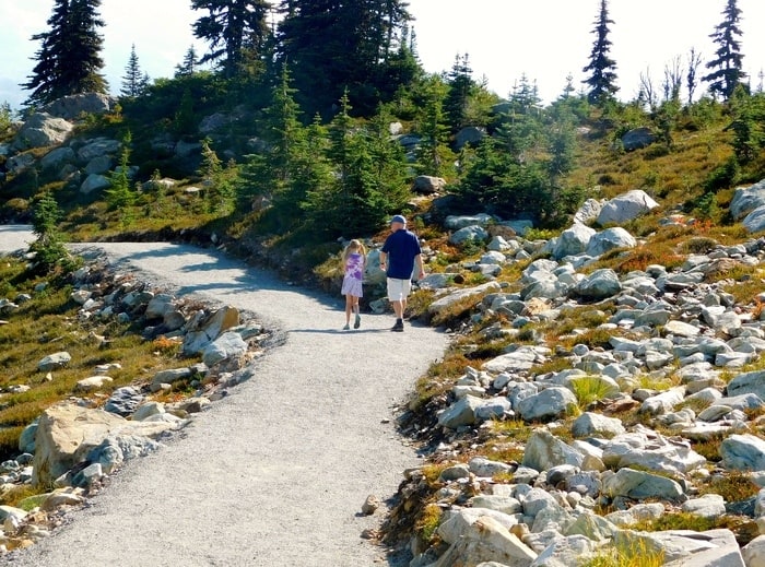 the top of whistler mountain has some easy hiking trails