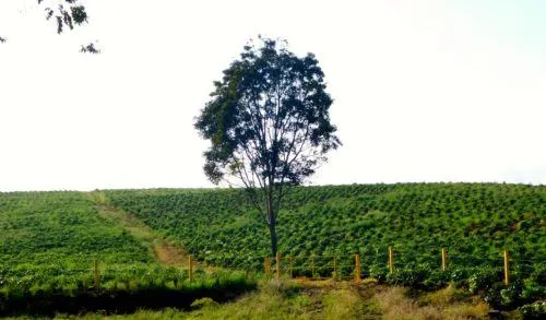 coffee in costa rica grows up where it's cooler