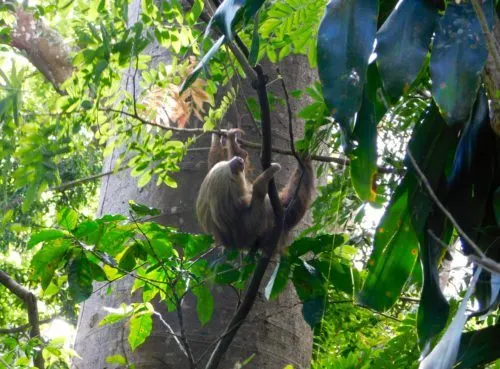 sloths hang out high up in trees where they're hard tos see
