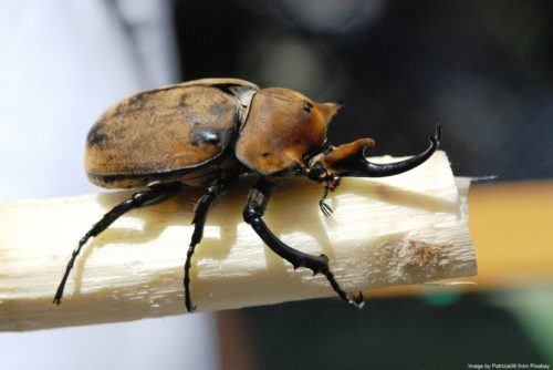 Costa rica has lots of fascinatiing bugs in all shapes and sizes