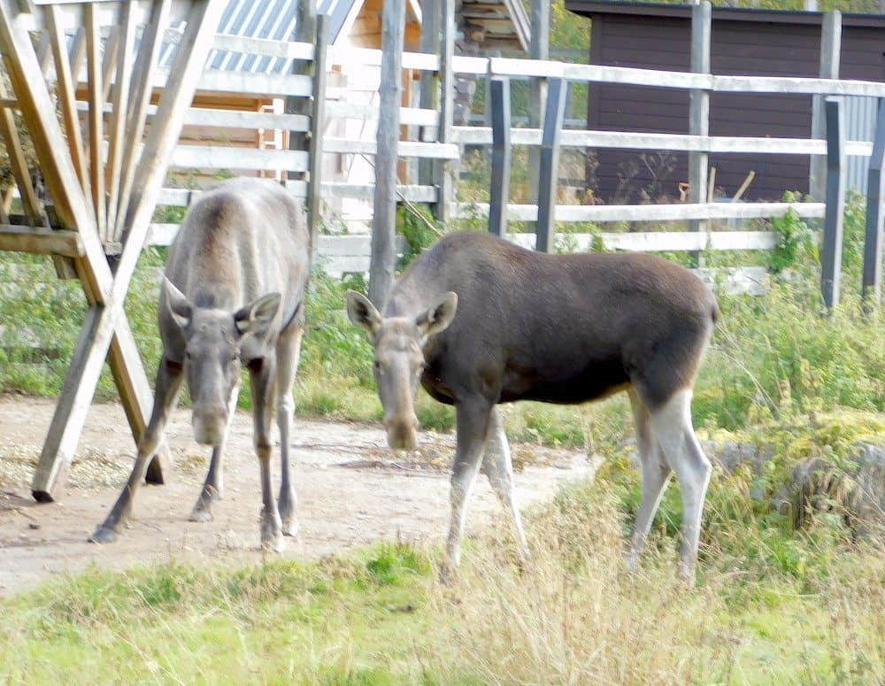 mooses in lapland