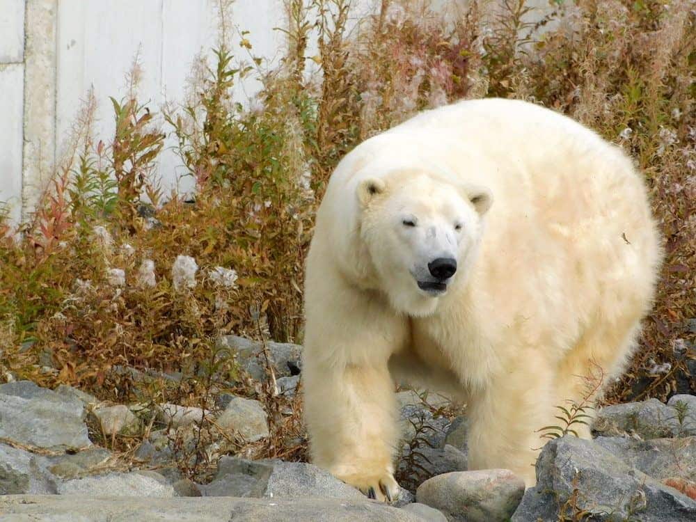 Great views of polar bears at the ranua zoo in finland