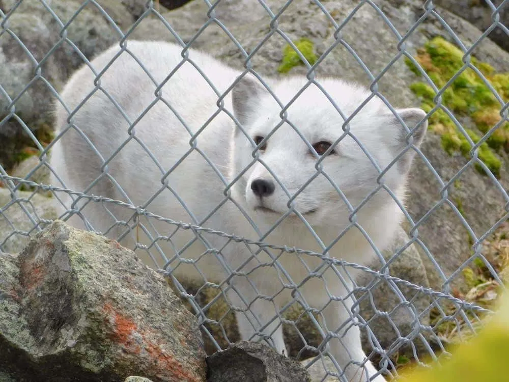 an arctic fox at ranua wildlife park