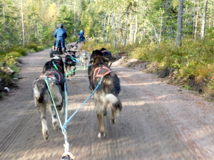 Dog sled team in the lapland countryside