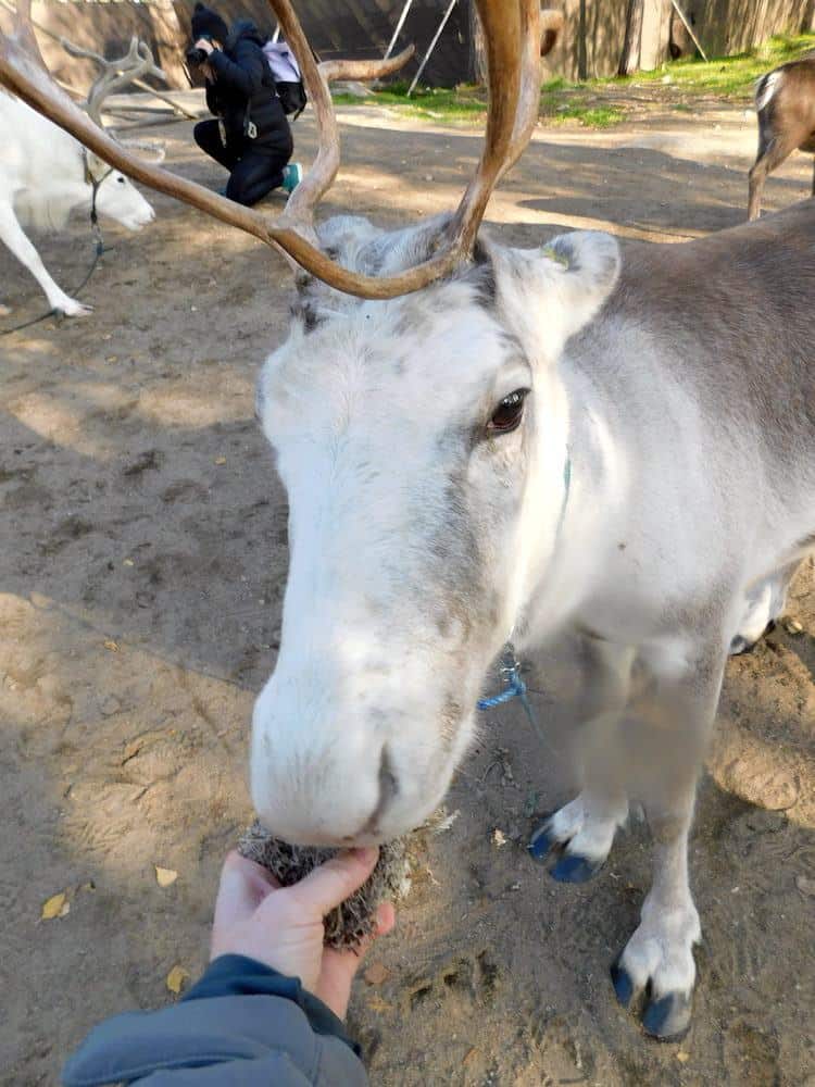 Santa's reindeer