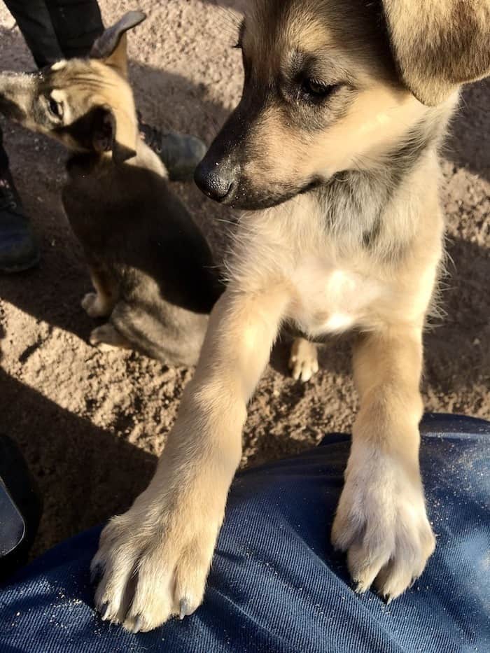 husky puppy being adorable