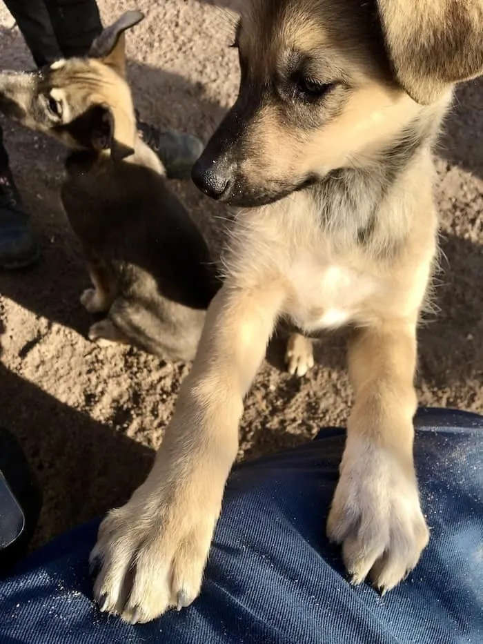 Take This Beautiful Lapland Fall Vacation With Kids Husky puppy being adorable