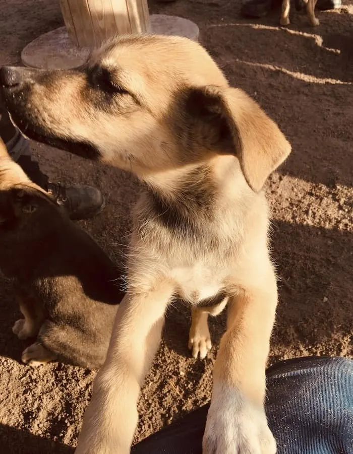 huskey puppy in lapland