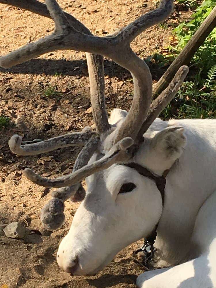 The impressive antlers of a lapland reindeer