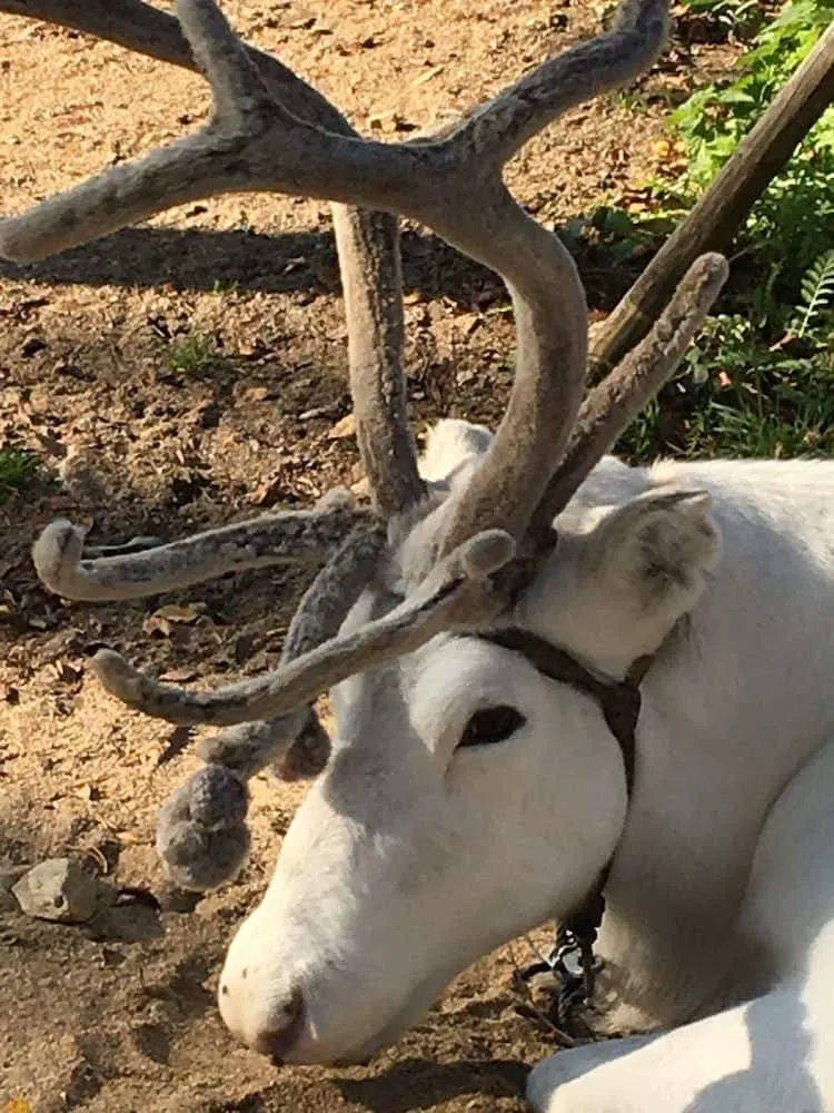 the impressive antlers of a lapland reindeer