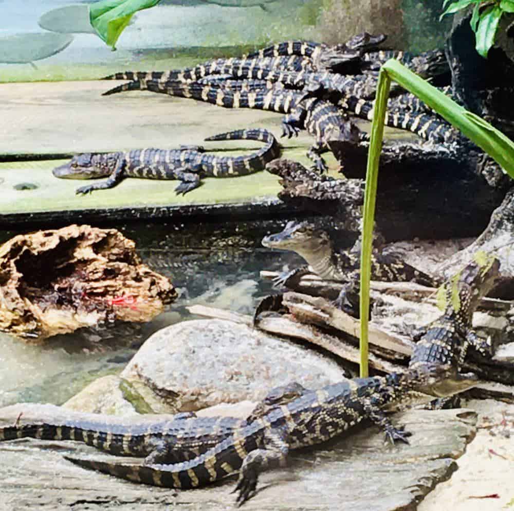 Alligators in st. Augustine
